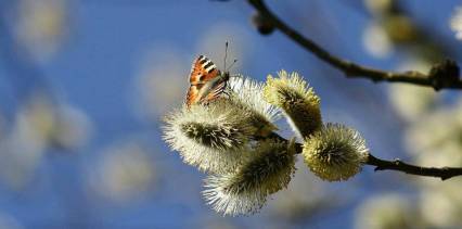 Spring